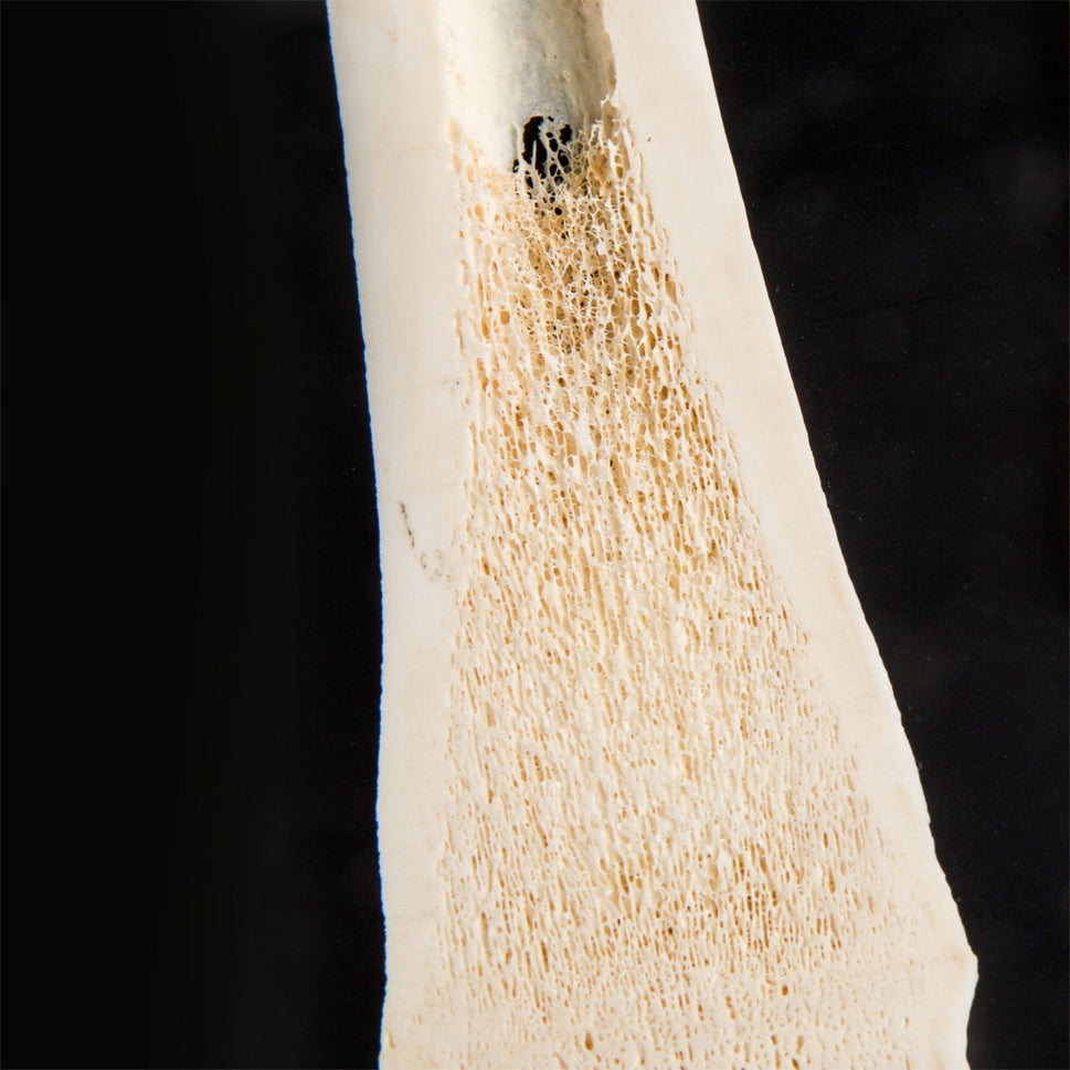 Mammalian Metacarpal and Metatarsal Bones Display