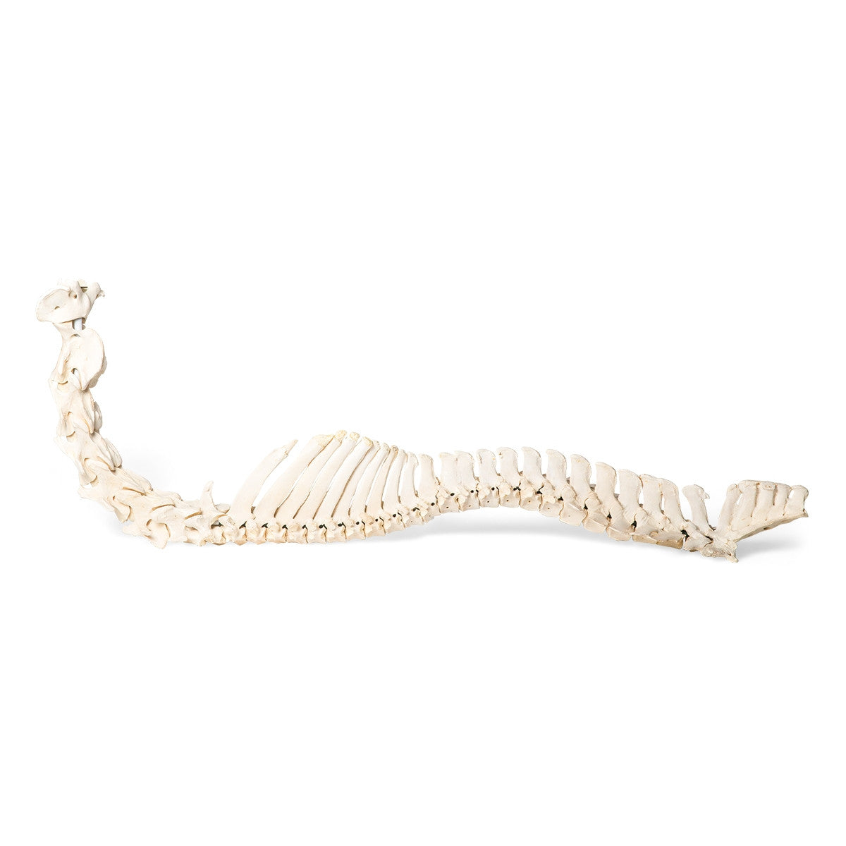 Flexible Horse Spinal Column (Equus Ferus Caballus)