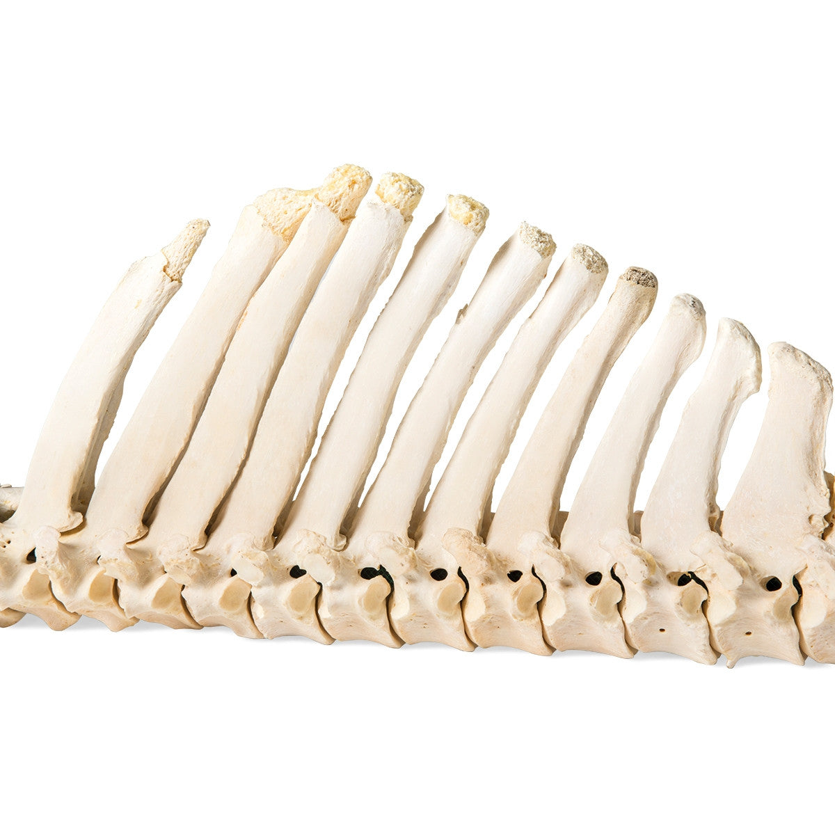 Flexible Horse Spinal Column (Equus Ferus Caballus)