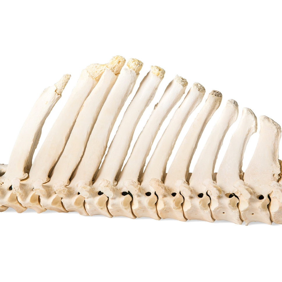 Flexible Horse Spinal Column (Equus Ferus Caballus)