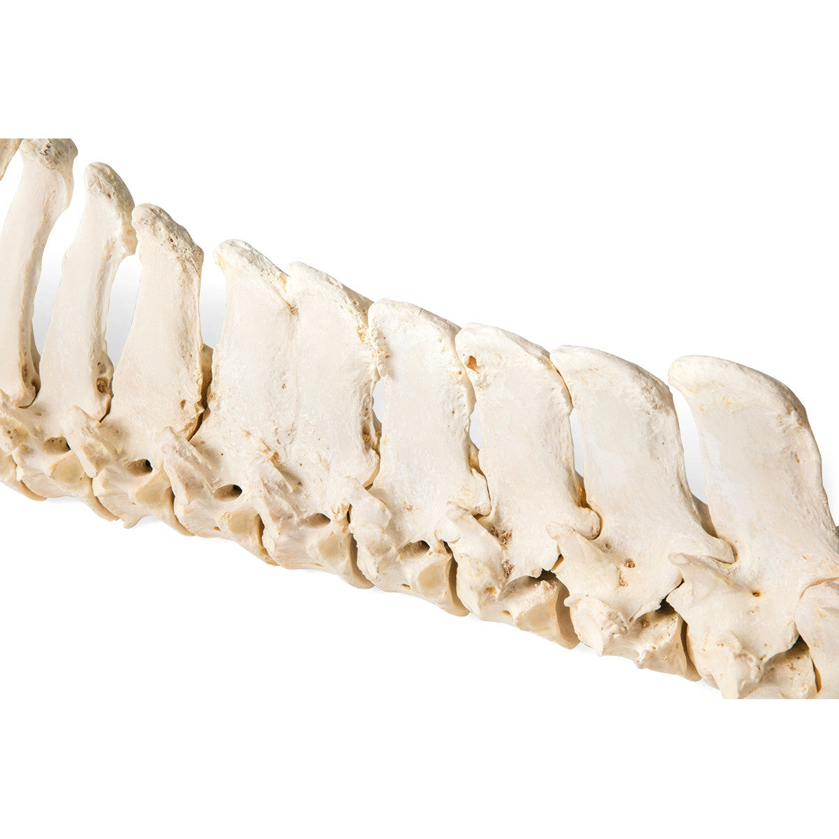 Flexible Horse Spinal Column (Equus Ferus Caballus)