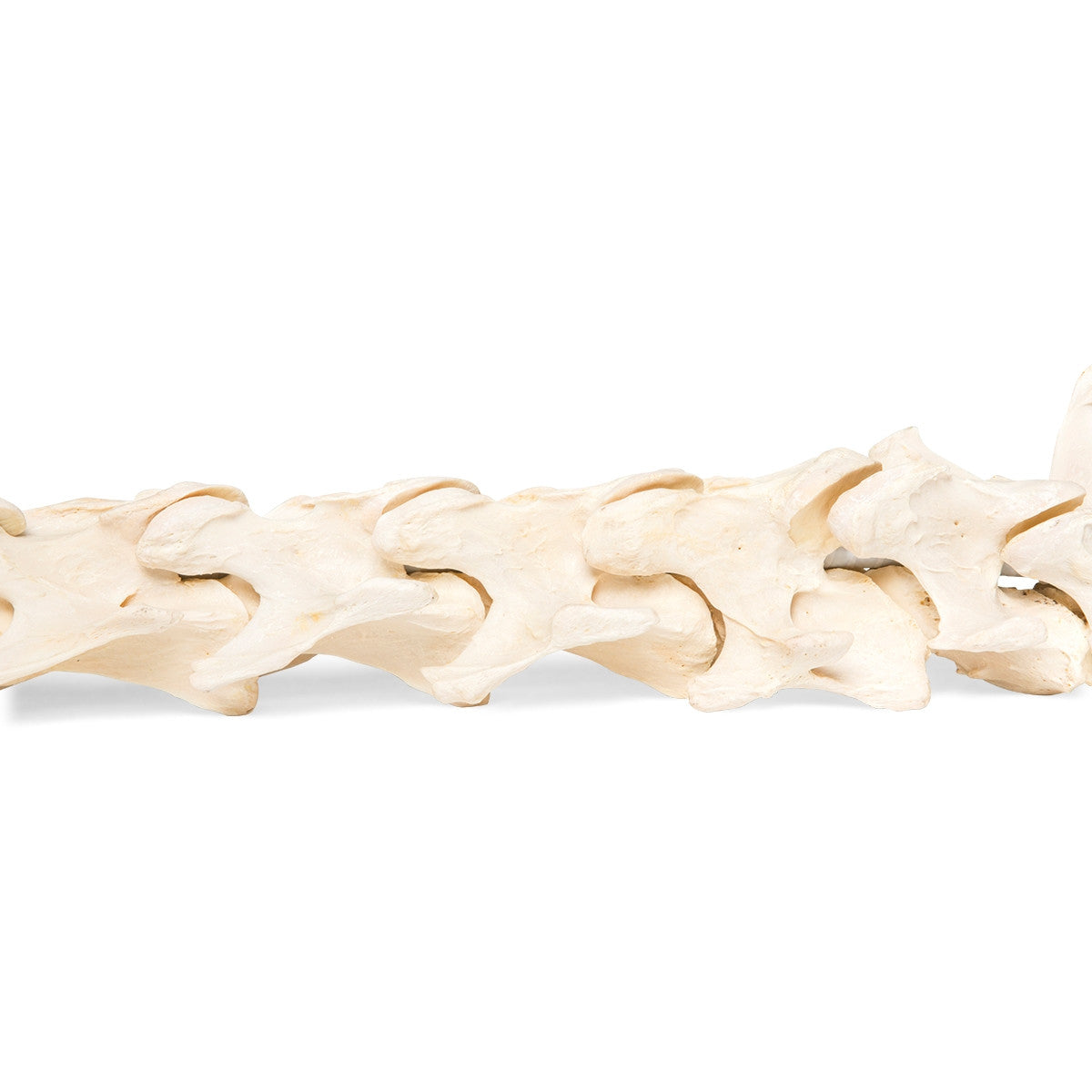 Flexible Horse Spinal Column (Equus Ferus Caballus)