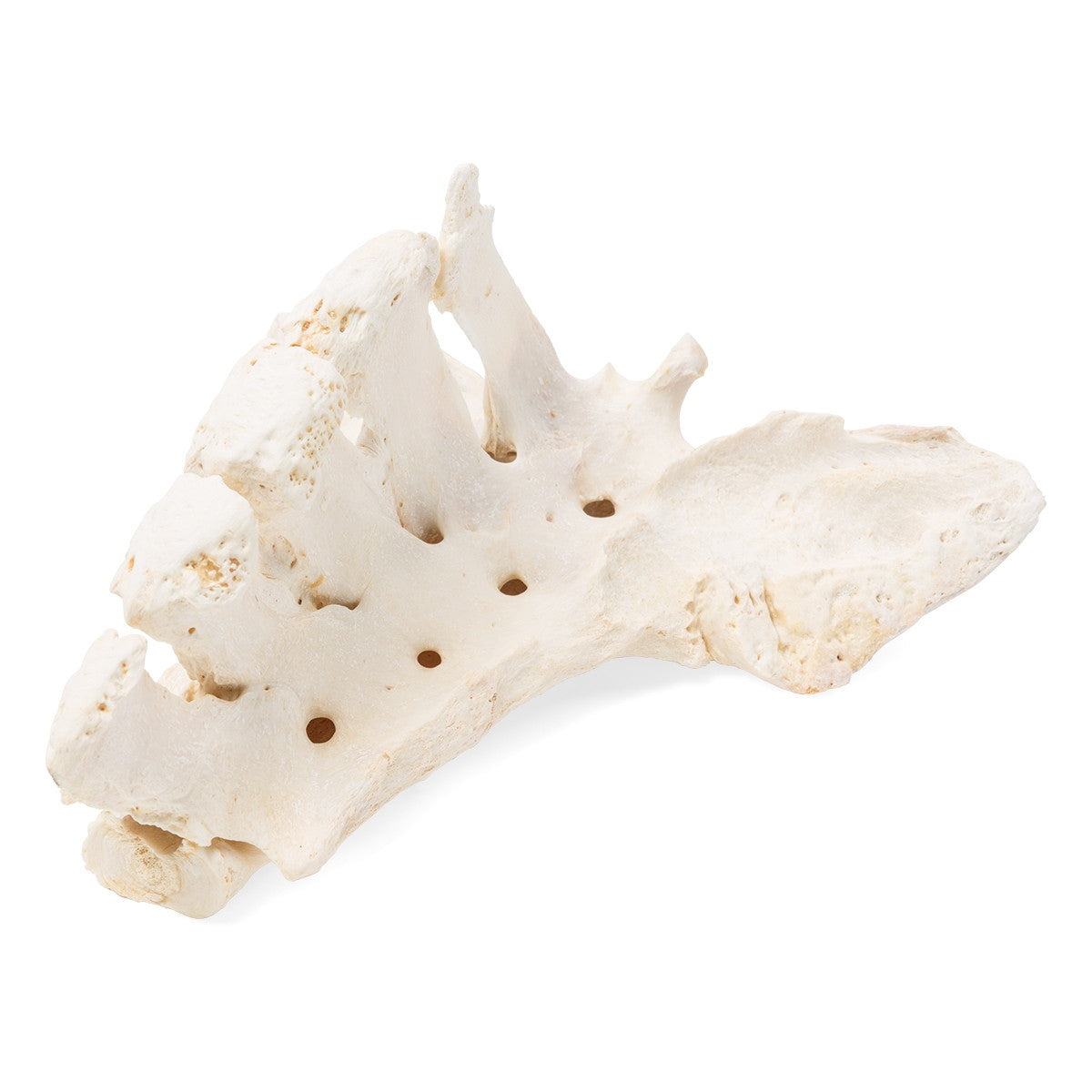 Horse Sacrum (Equus Ferus Caballus)