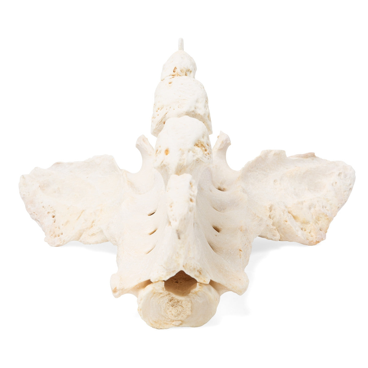 Horse Sacrum (Equus Ferus Caballus) 1021054