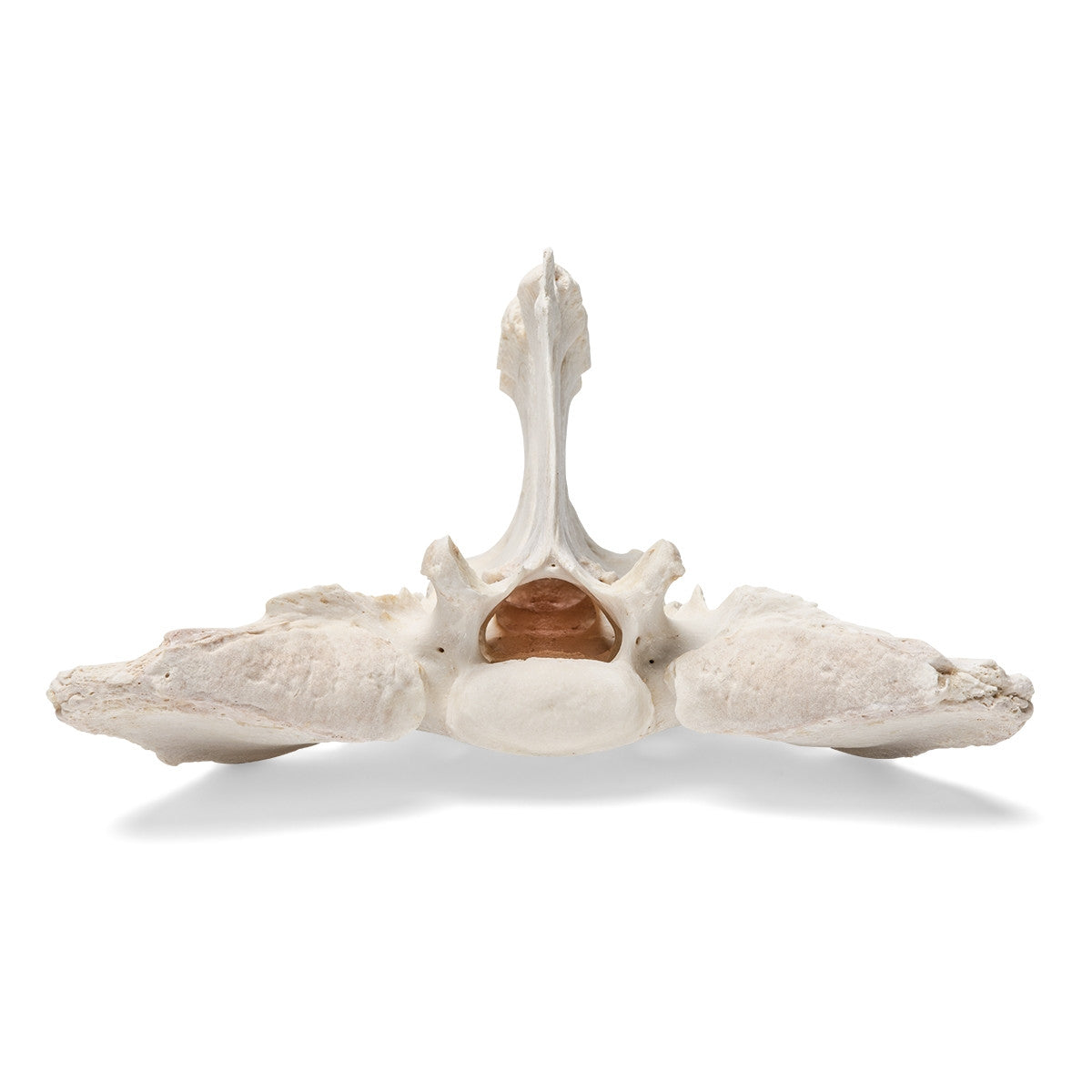 Horse Sacrum (Equus Ferus Caballus)