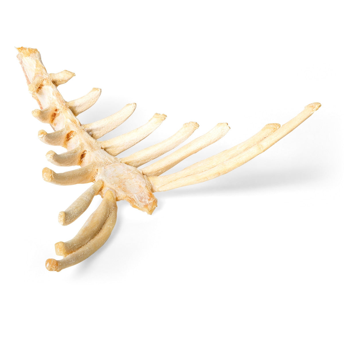 Horse Sternum (Equus Ferus Caballus)