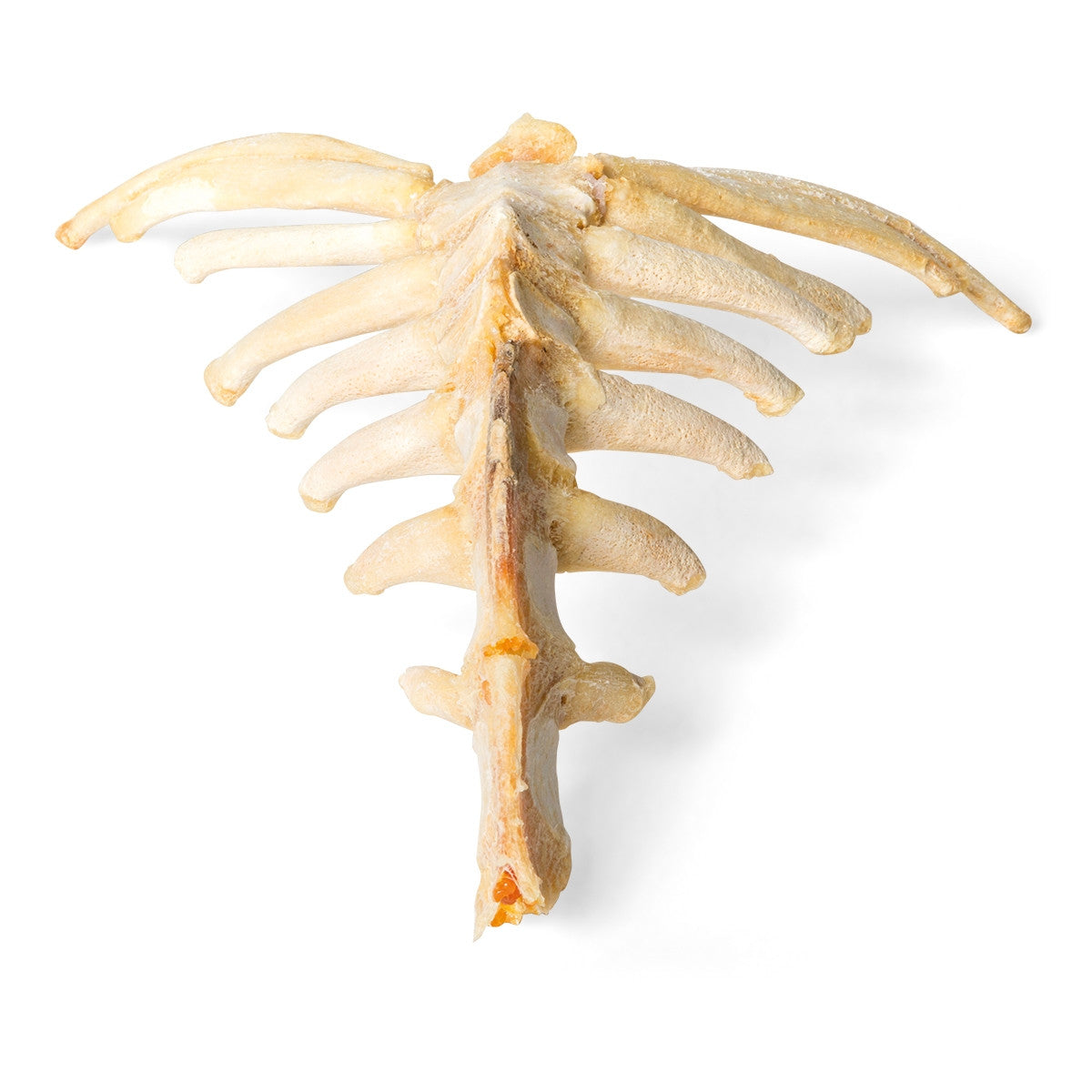 Horse Sternum (Equus Ferus Caballus)