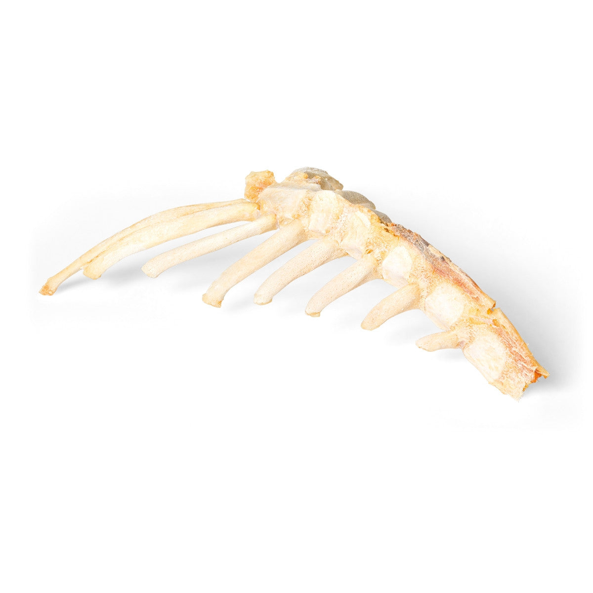 Horse Sternum (Equus Ferus Caballus)