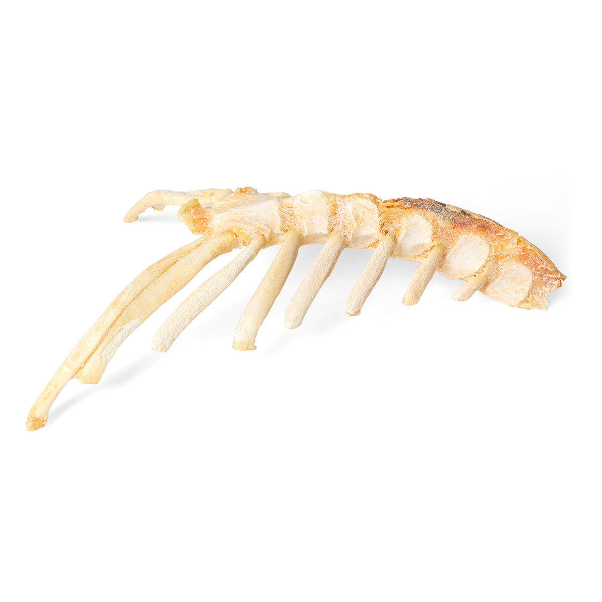Horse Sternum (Equus Ferus Caballus)