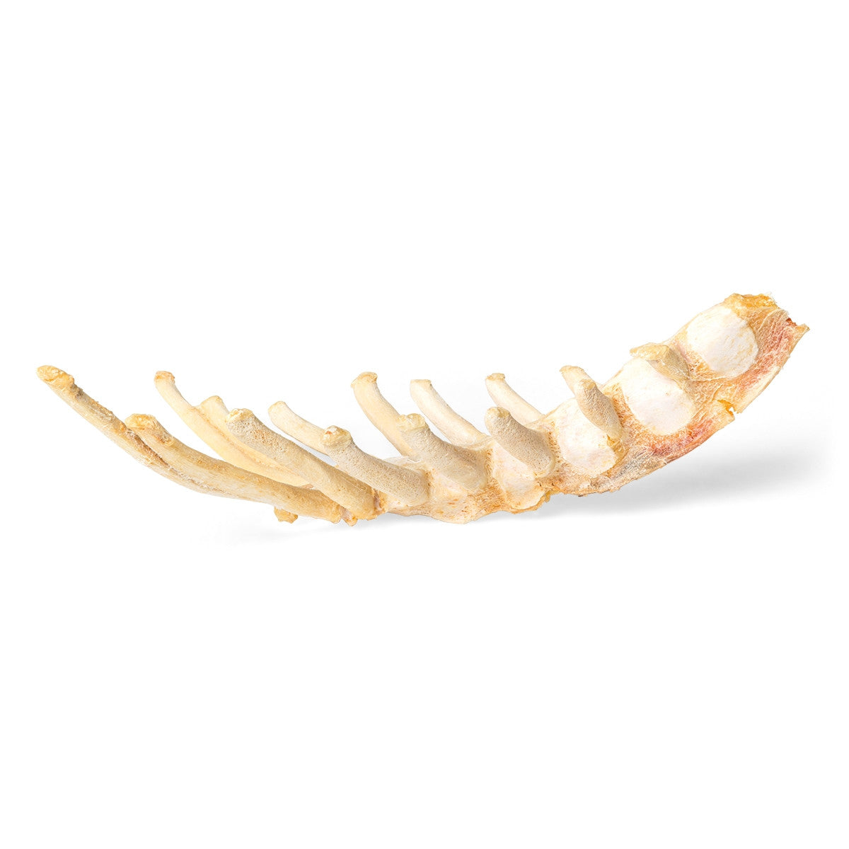 Horse Sternum (Equus Ferus Caballus)