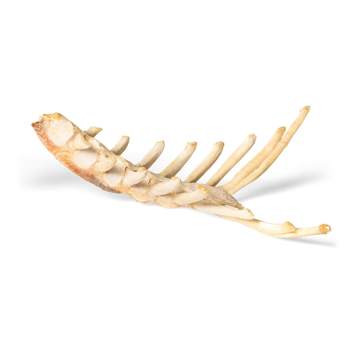 Horse Sternum (Equus Ferus Caballus)