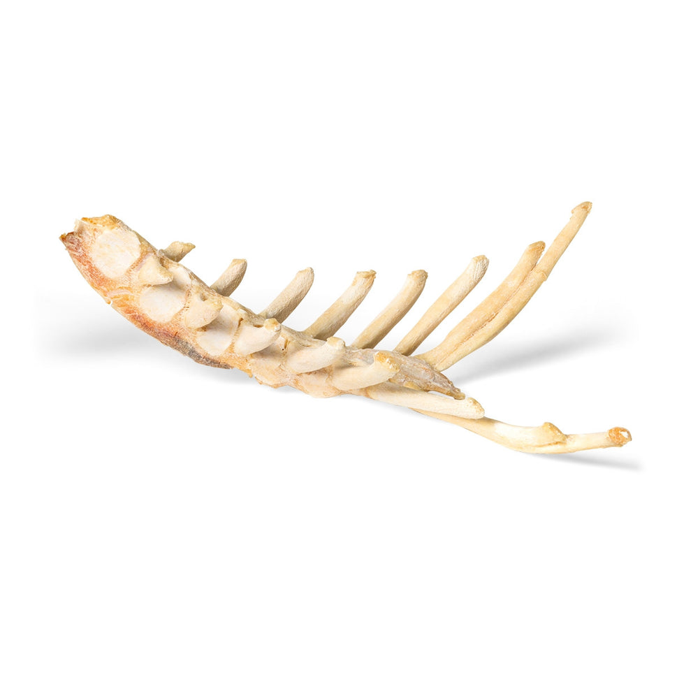 Horse Sternum (Equus Ferus Caballus)
