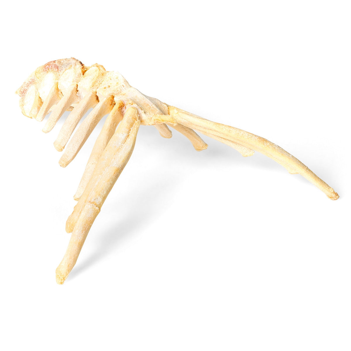 Horse Sternum (Equus Ferus Caballus)