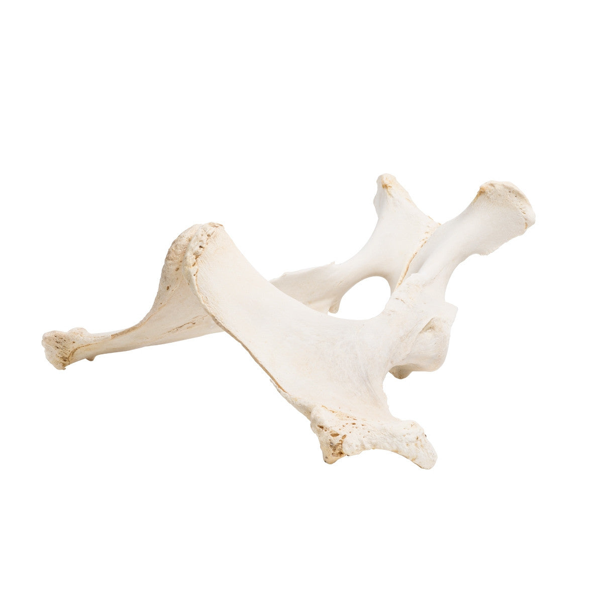 Horse Pelvis (Equus Ferus Caballus) 1021056