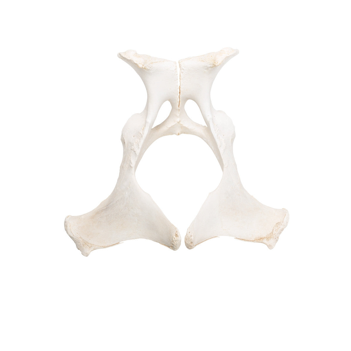 Horse Pelvis (Equus Ferus Caballus)