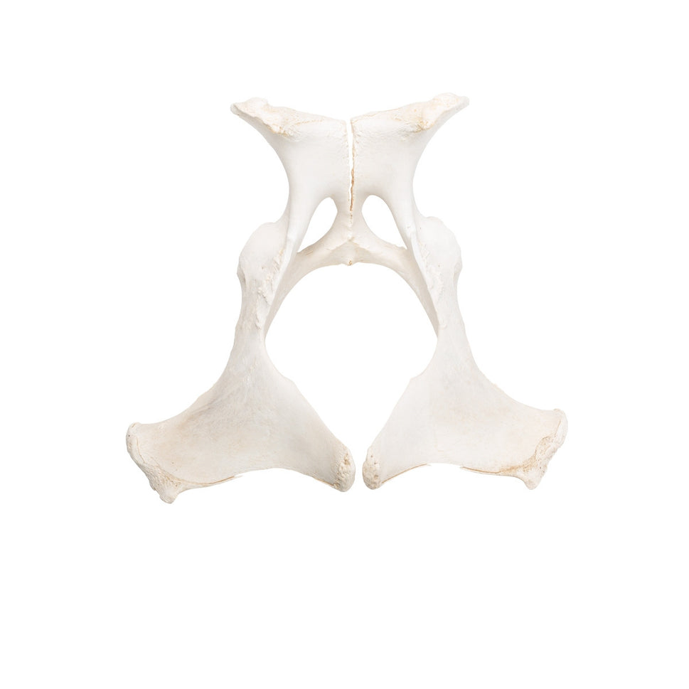 Horse Pelvis (Equus Ferus Caballus)
