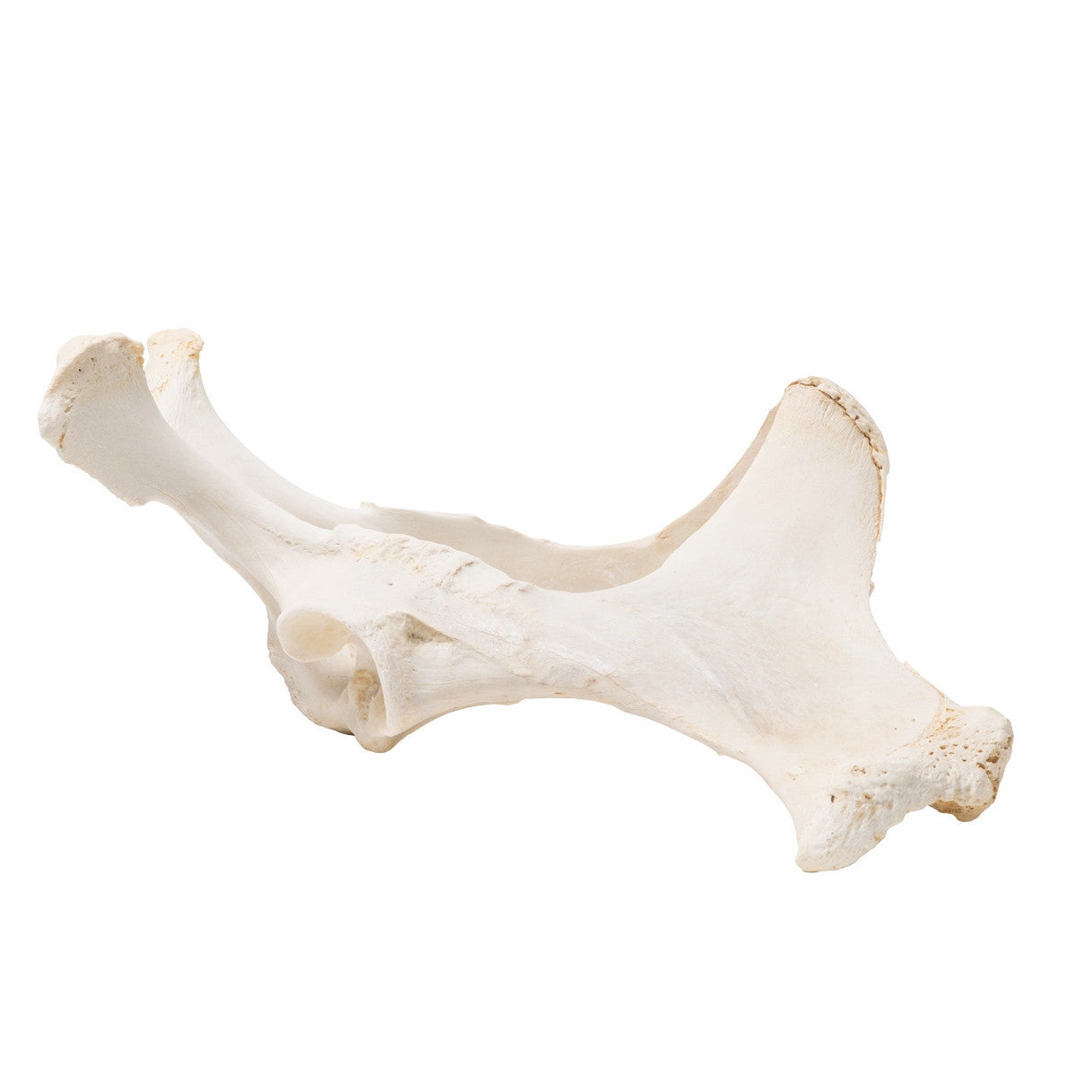 Horse Pelvis (Equus Ferus Caballus)