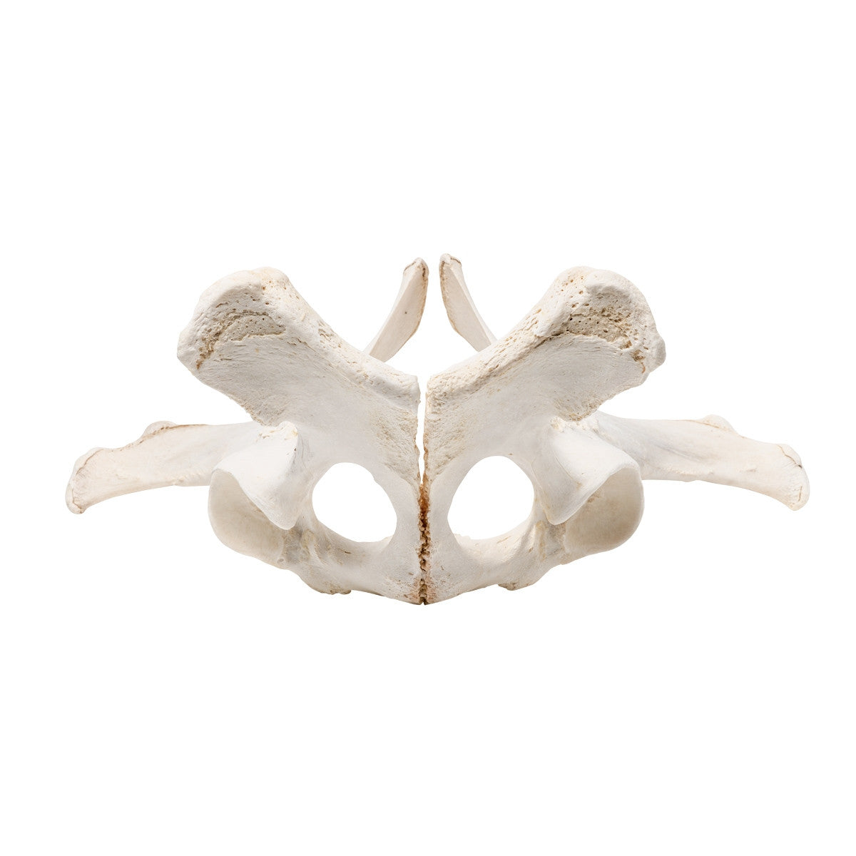 Horse Pelvis (Equus Ferus Caballus)