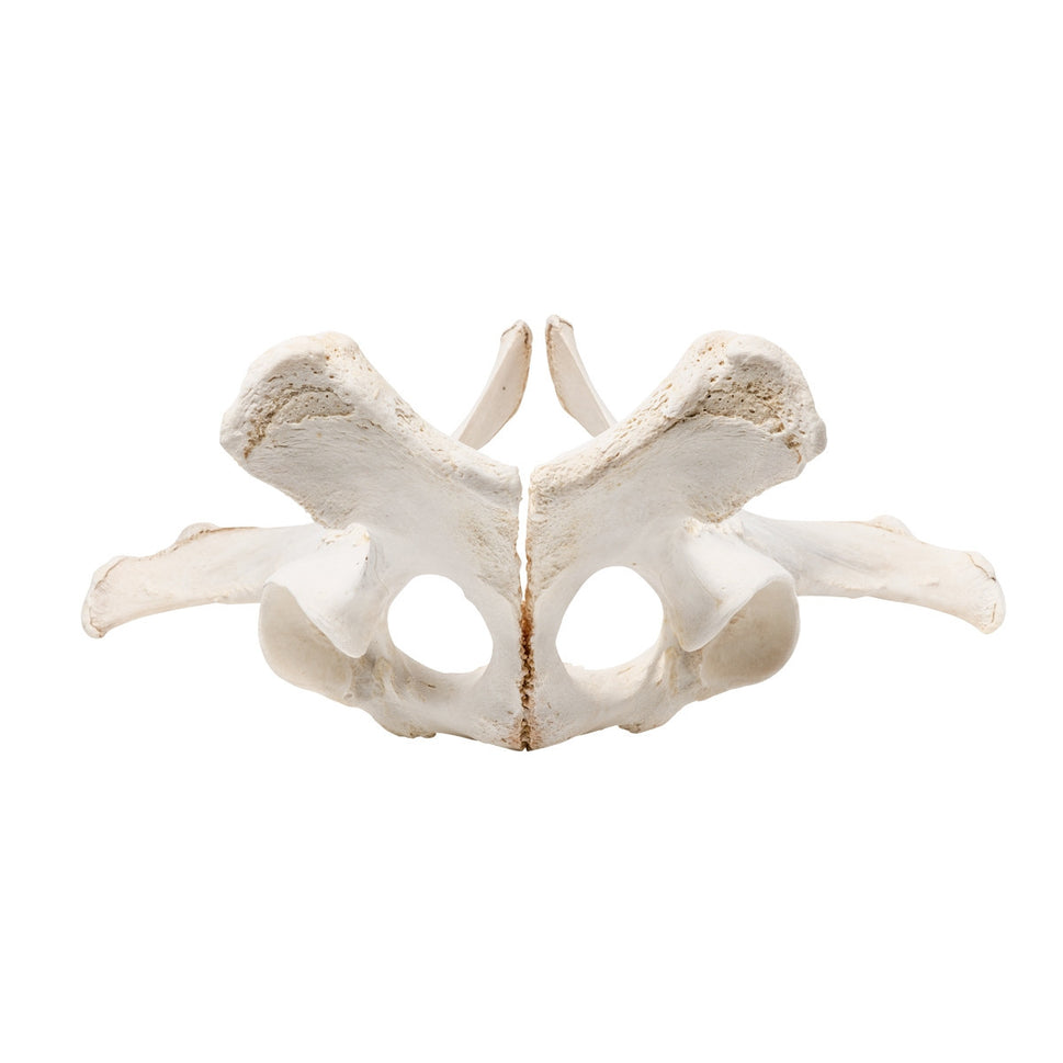 Horse Pelvis (Equus Ferus Caballus)