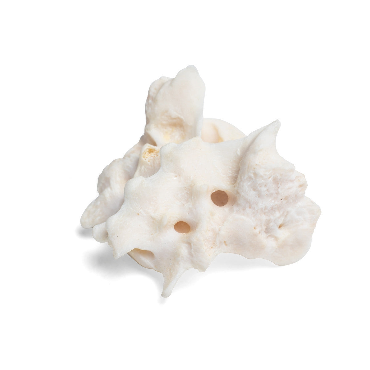 Dog Sacrum (Canis Lupus Familiaris)