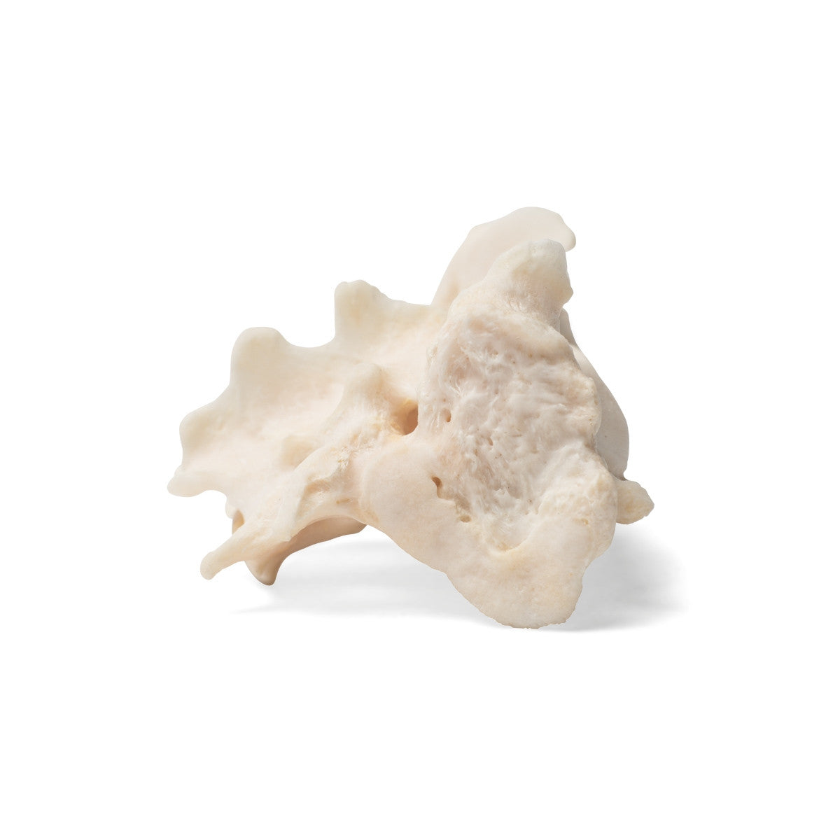 Dog Sacrum (Canis Lupus Familiaris)
