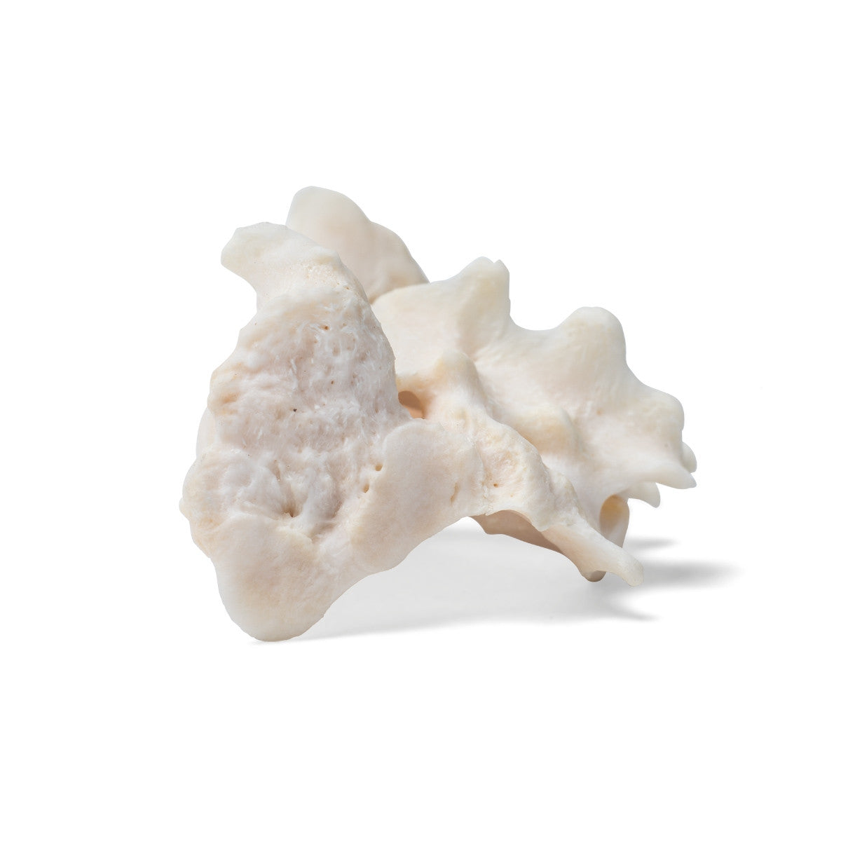 Dog Sacrum (Canis Lupus Familiaris)