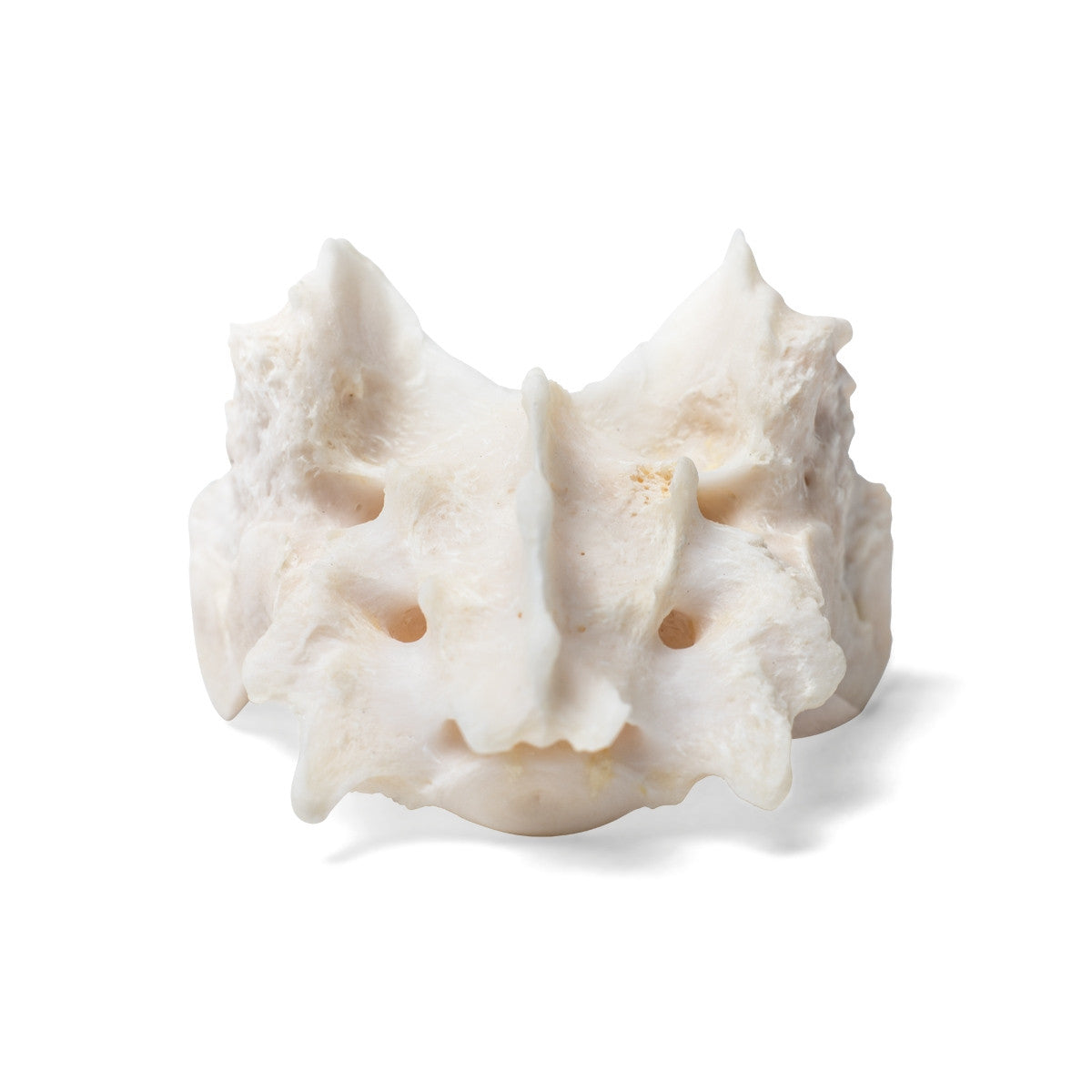 Dog Sacrum (Canis Lupus Familiaris)