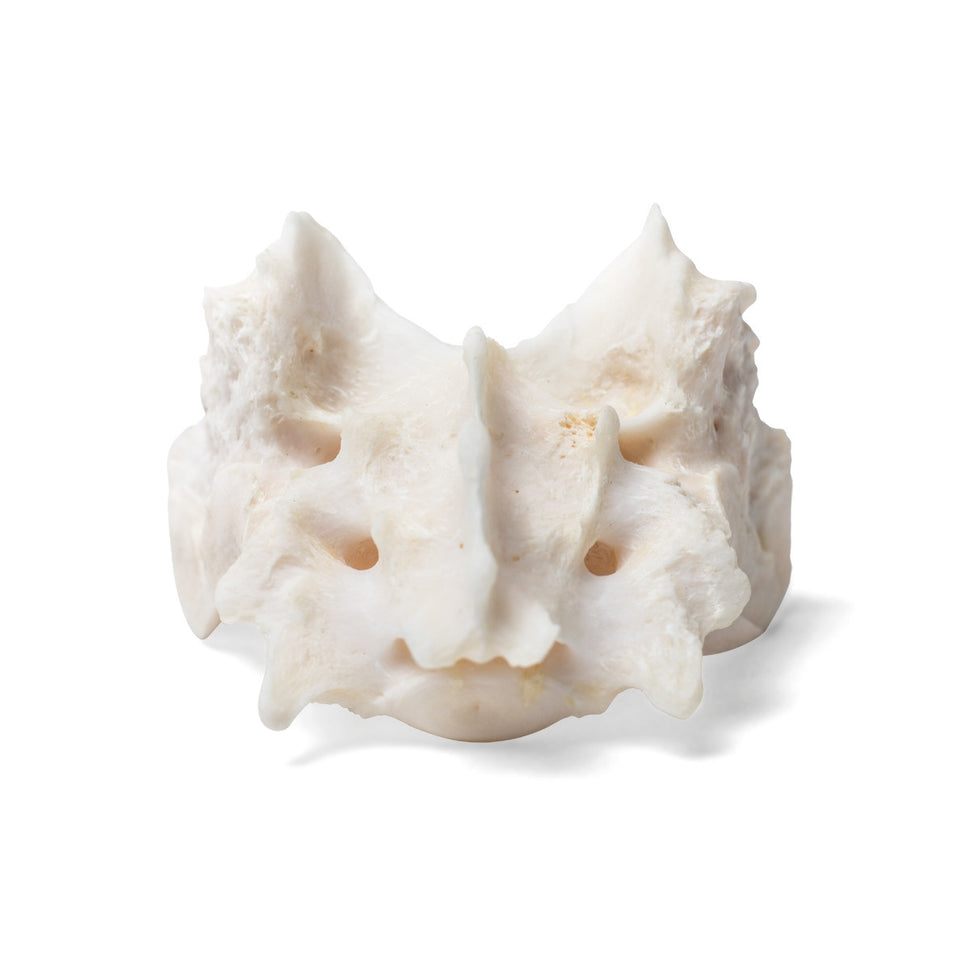 Dog Sacrum (Canis Lupus Familiaris)