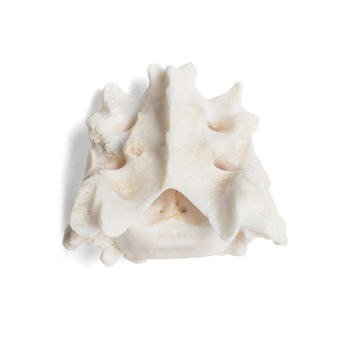 Dog Sacrum (Canis Lupus Familiaris)