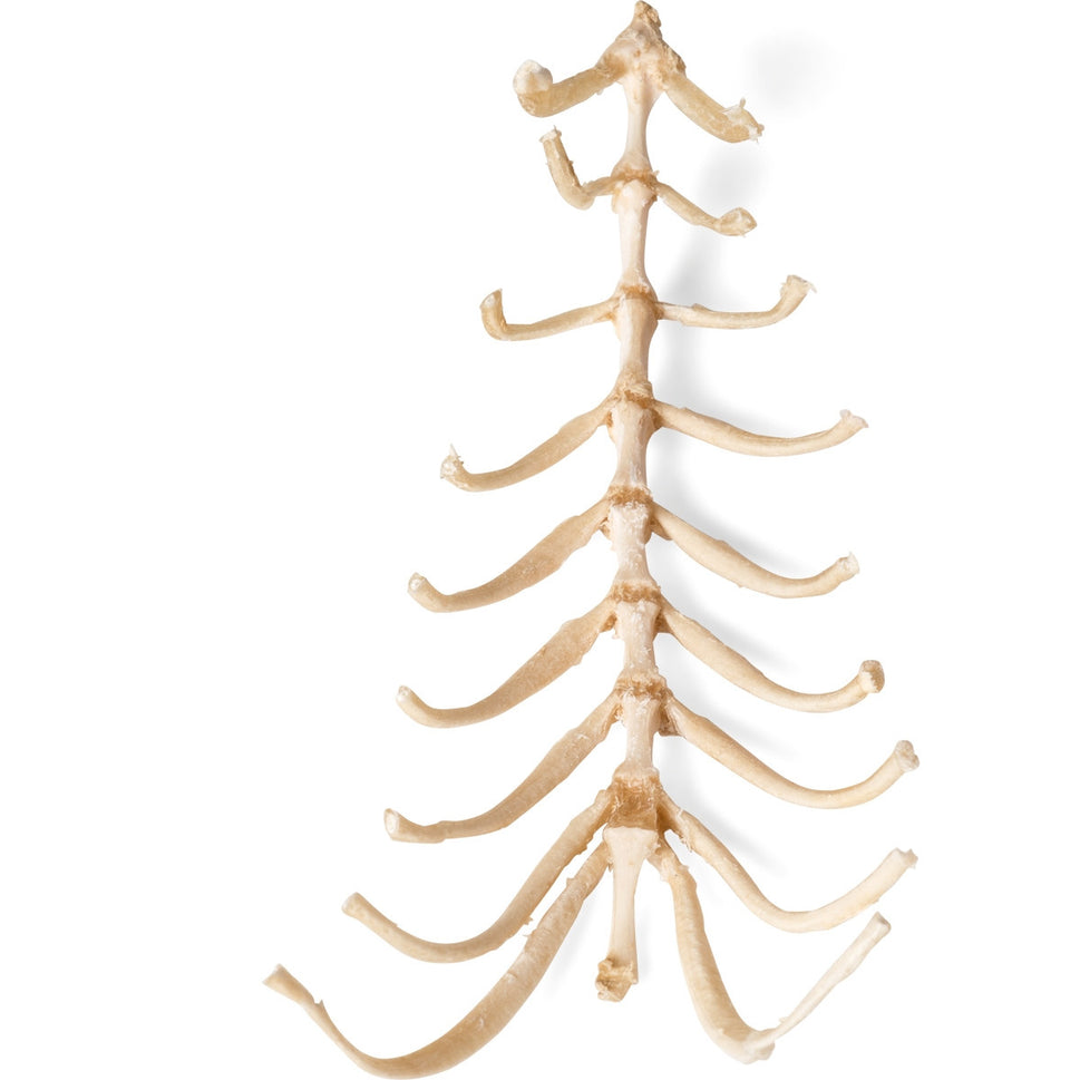 Dog Sternum (Canis Lupus Familiaris)