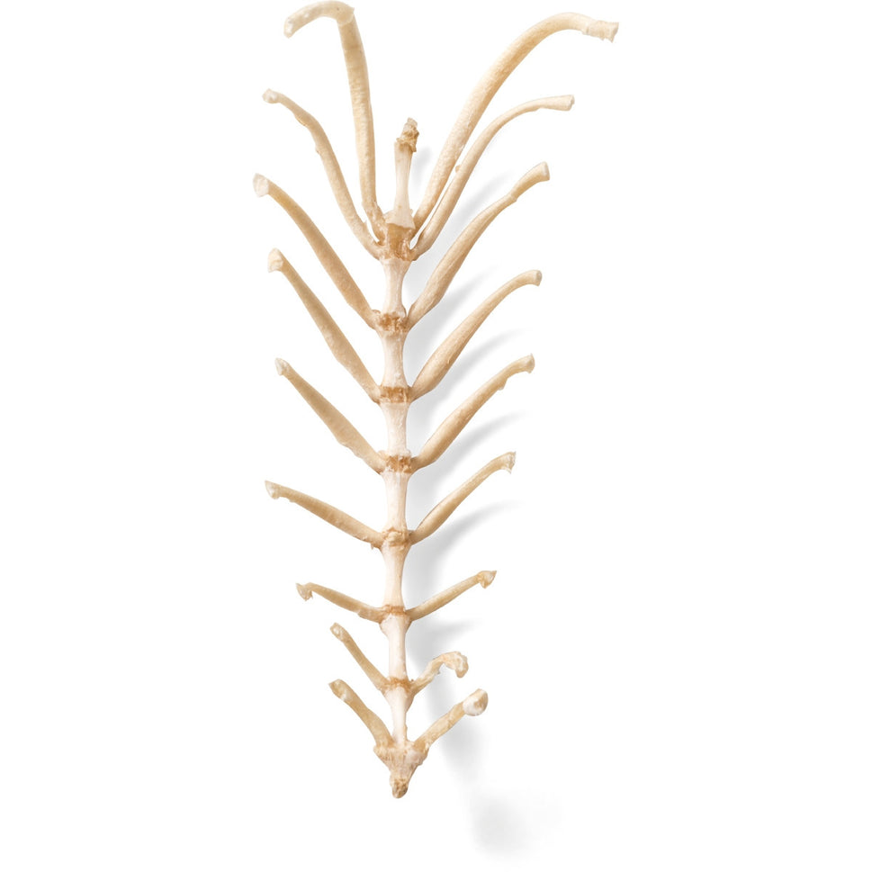 Dog Sternum (Canis Lupus Familiaris)