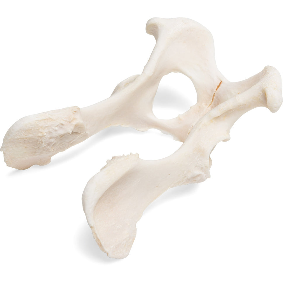 Dog Pelvis (Canis Lupus Familiaris)