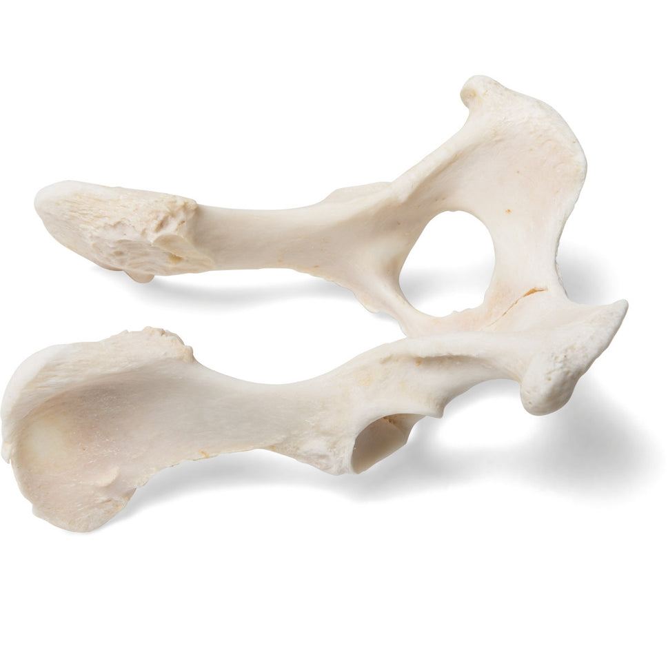 Dog Pelvis (Canis Lupus Familiaris)