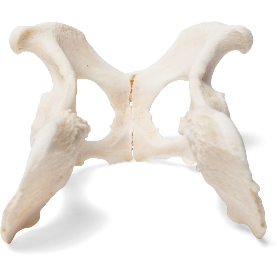 Dog Pelvis (Canis Lupus Familiaris)