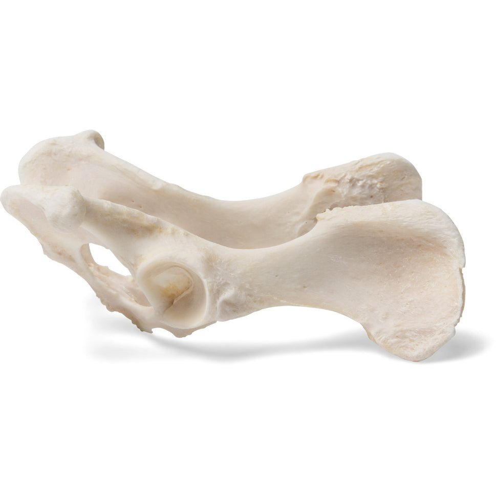Dog Pelvis (Canis Lupus Familiaris)