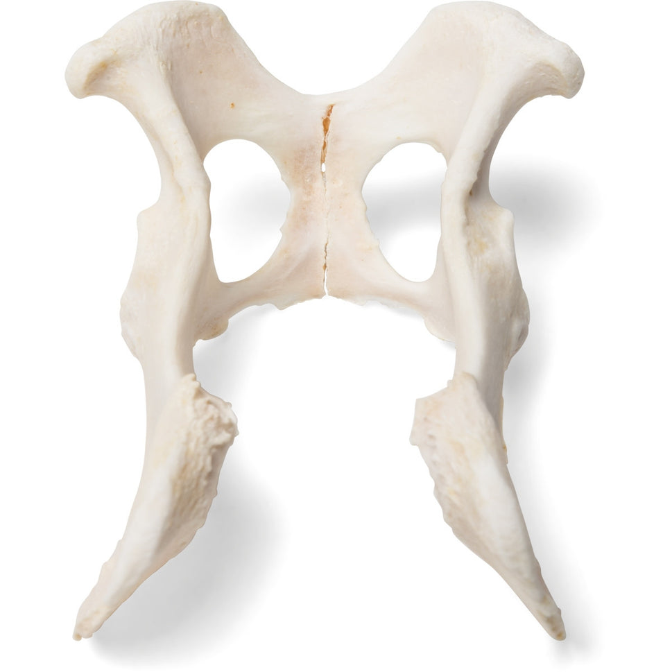 Dog Pelvis (Canis Lupus Familiaris)