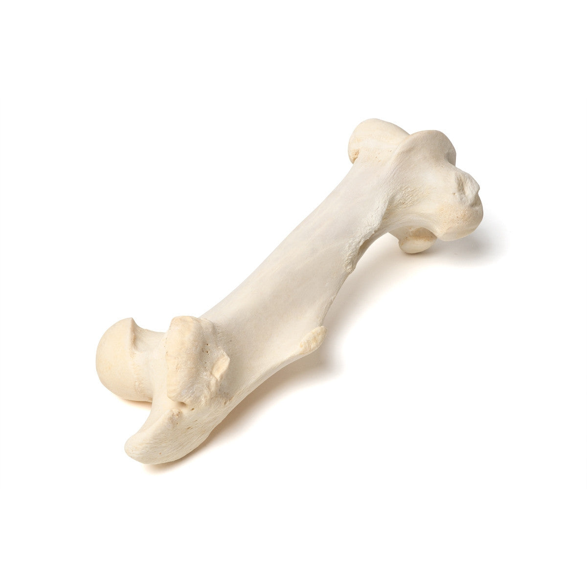Mammalian Femur