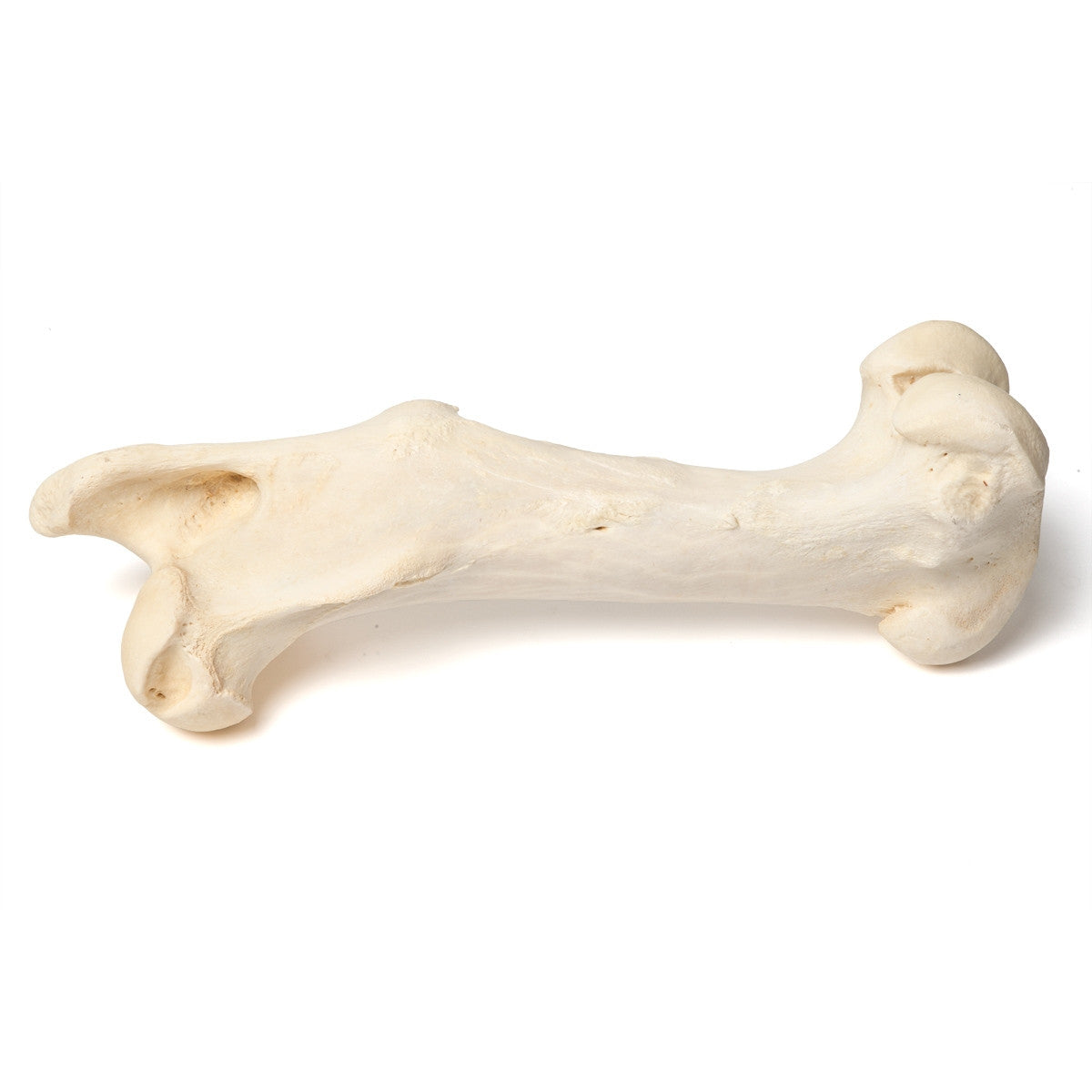 Mammalian Femur
