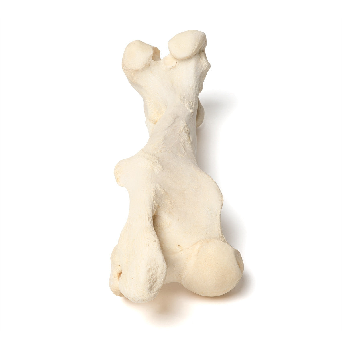 Mammalian Femur