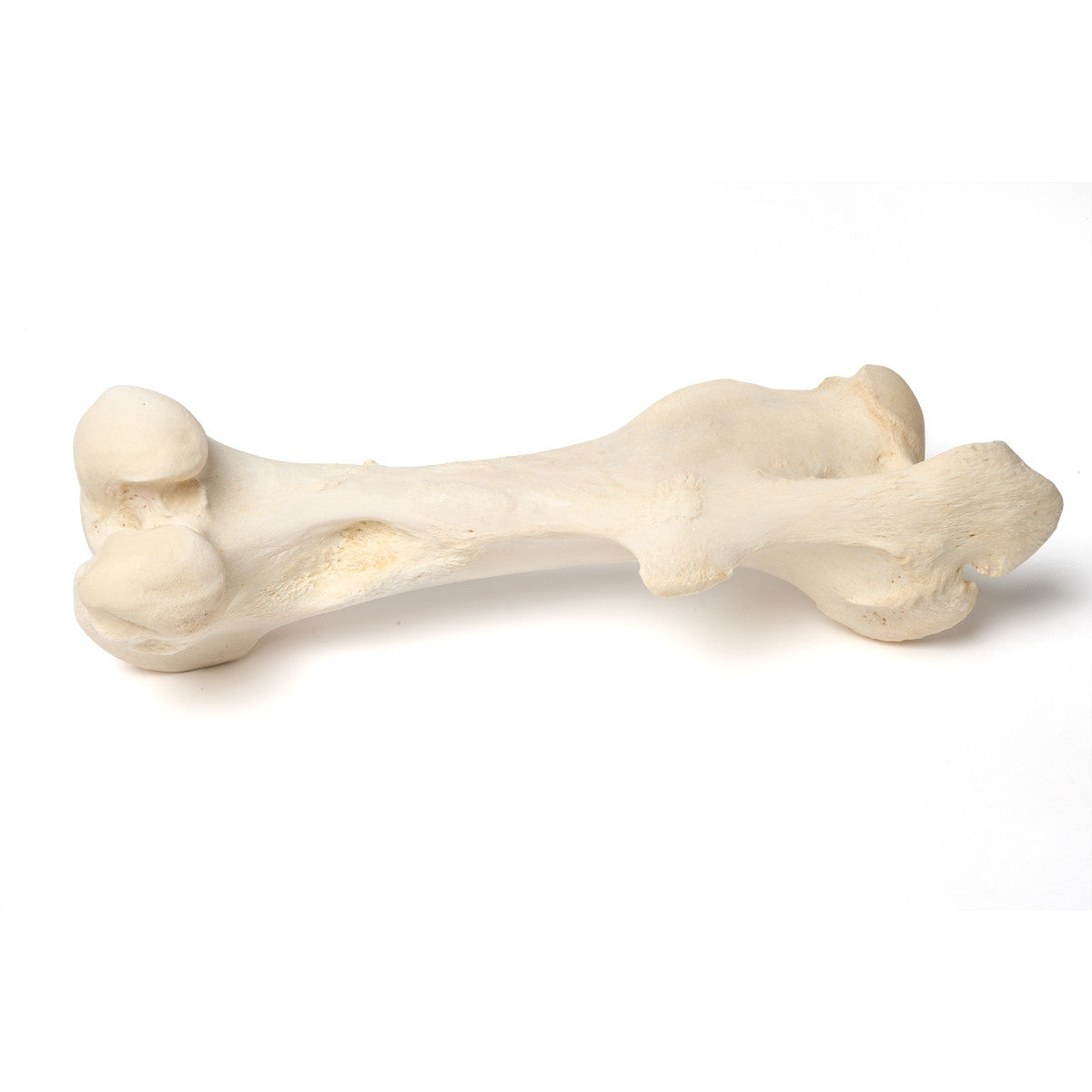 Mammalian Femur