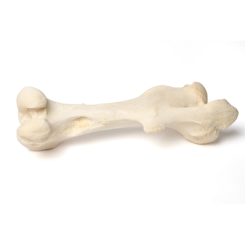 Mammalian Femur