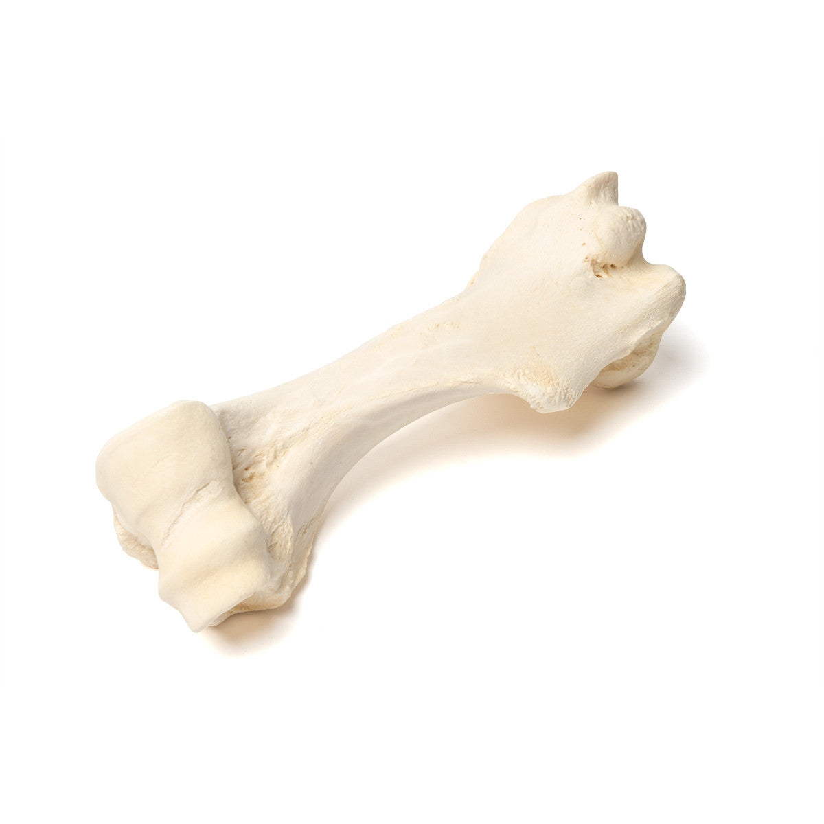 Mammalian Humerus