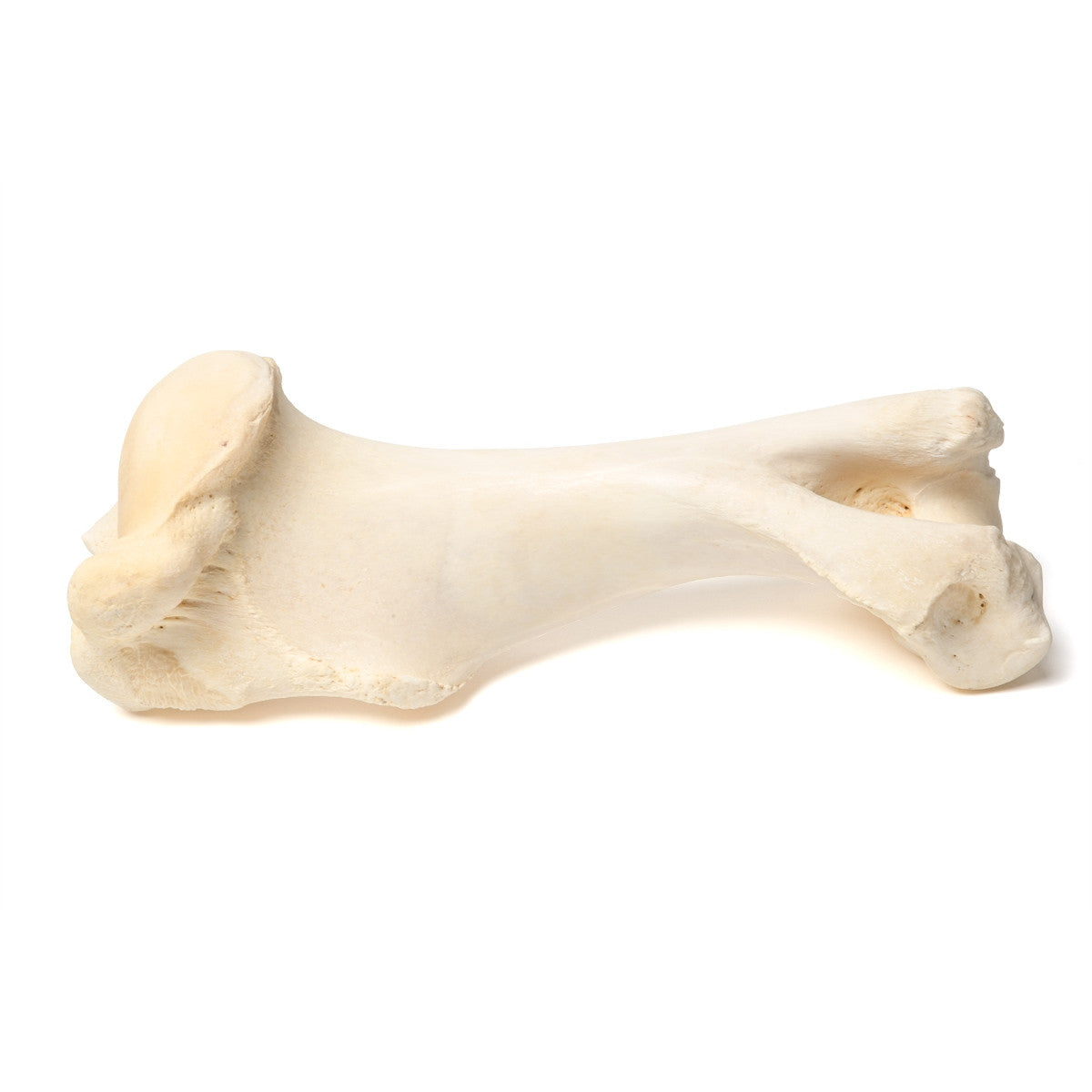 Mammalian Humerus