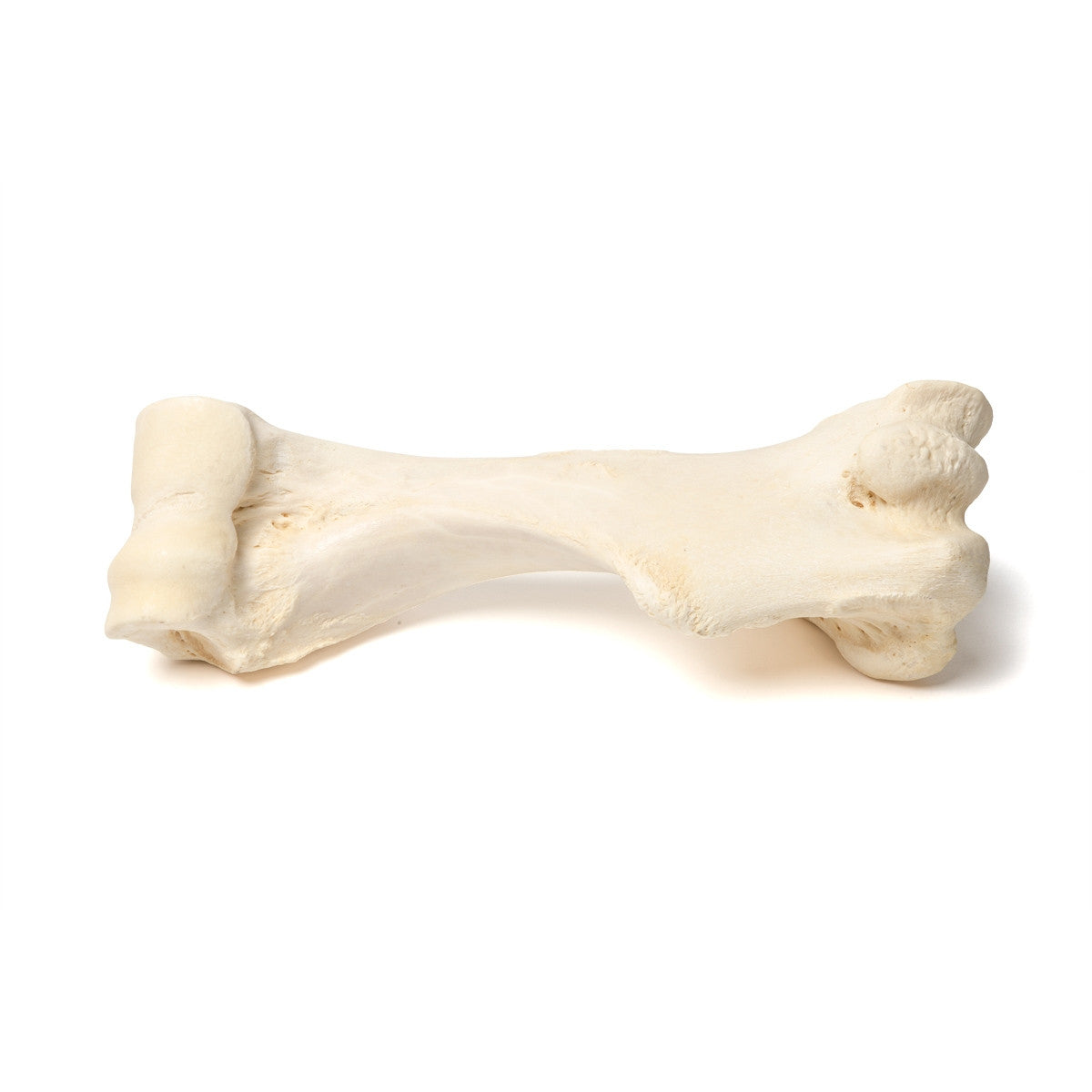 Mammalian Humerus