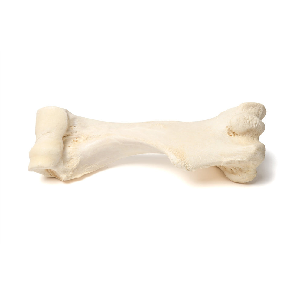 Mammalian Humerus