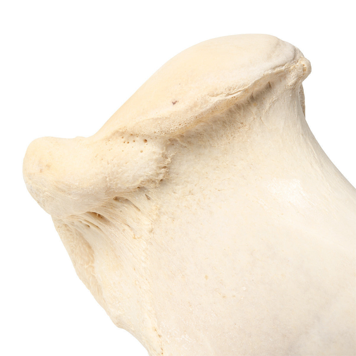 Mammalian Humerus