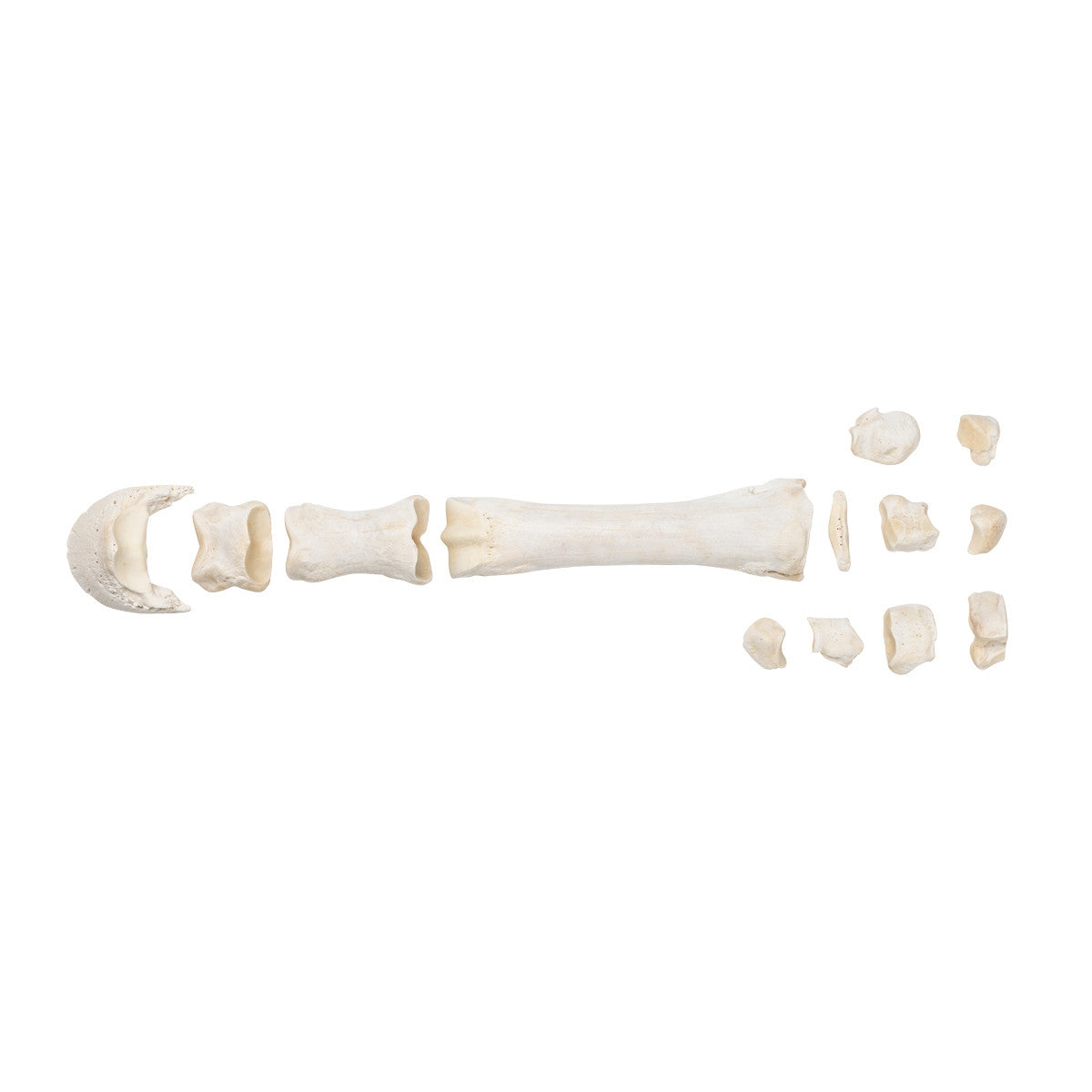 Mammalian Metacarpal Bones