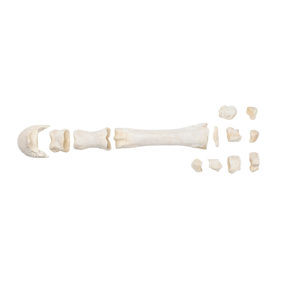 Mammalian Metacarpal Bones