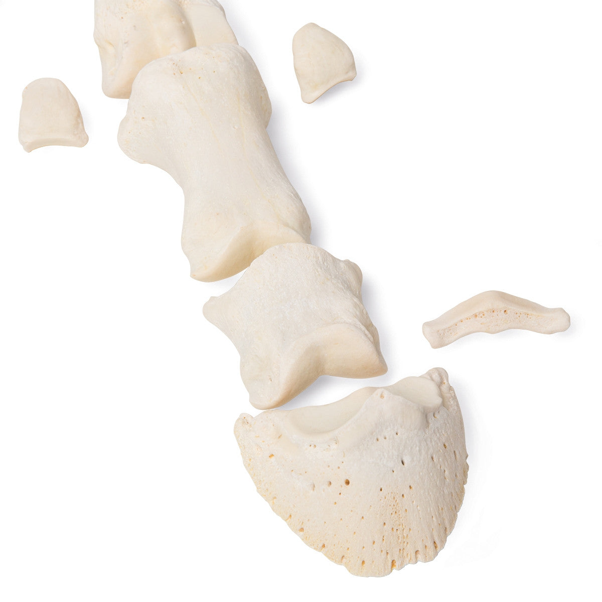 Mammalian Metatarsal Bones