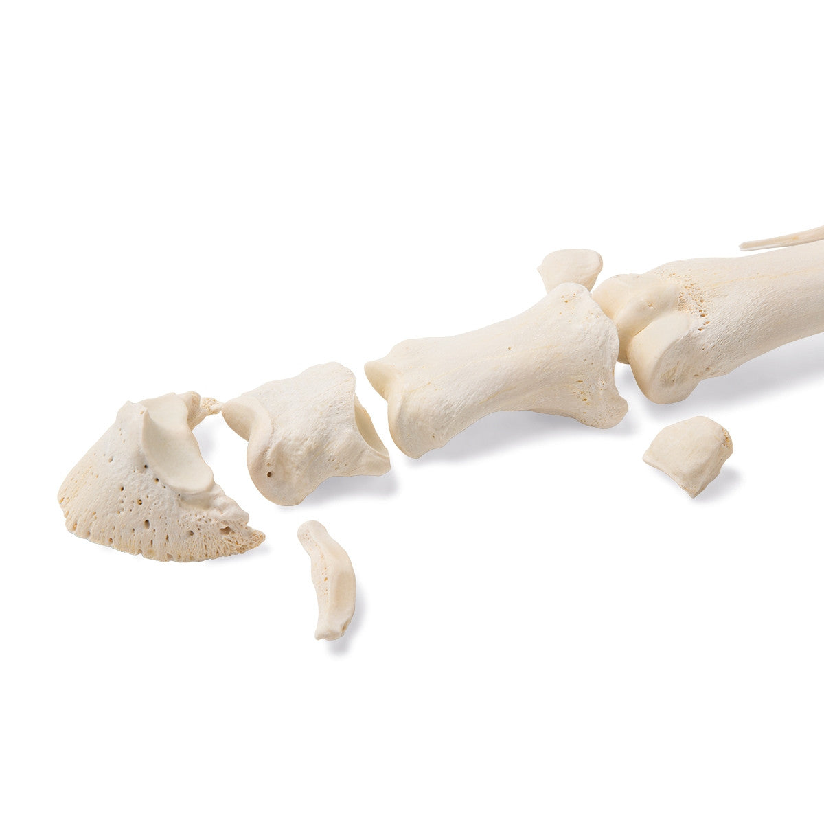 Mammalian Metatarsal Bones